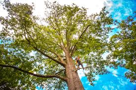 Reliable Chillicothe, OH Tree Services Solutions