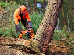 How Our Tree Care Process Works  in  Chillicothe, OH